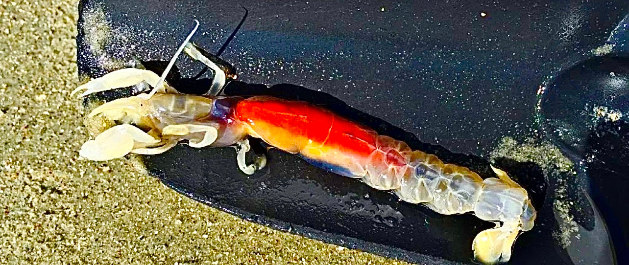 ATOMIC YABBY STRIPS